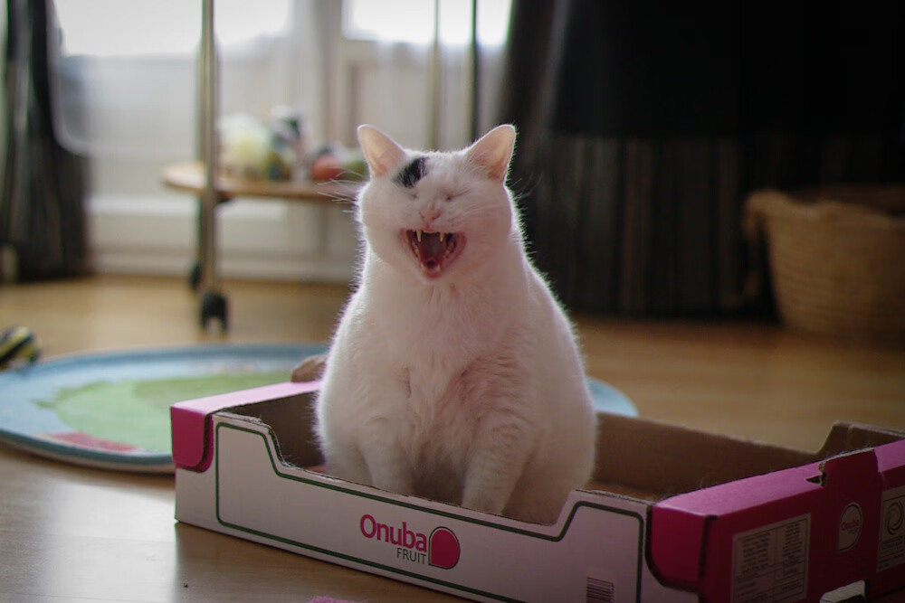 WRC危险瞬间：赛场上的生死时刻，wrc.