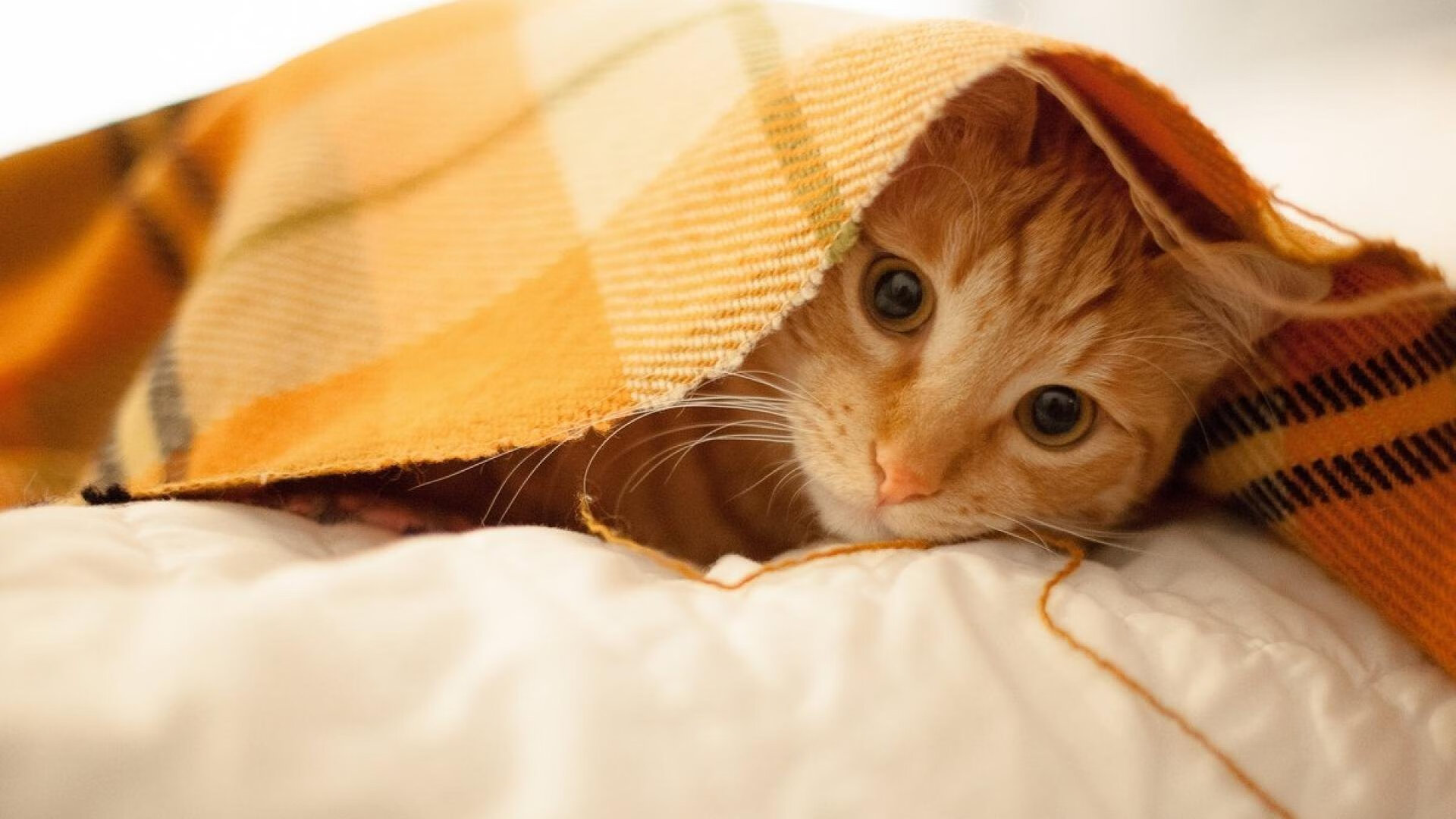 _勇士三分雨再度降临，战绩火速上升_，勇士 三分