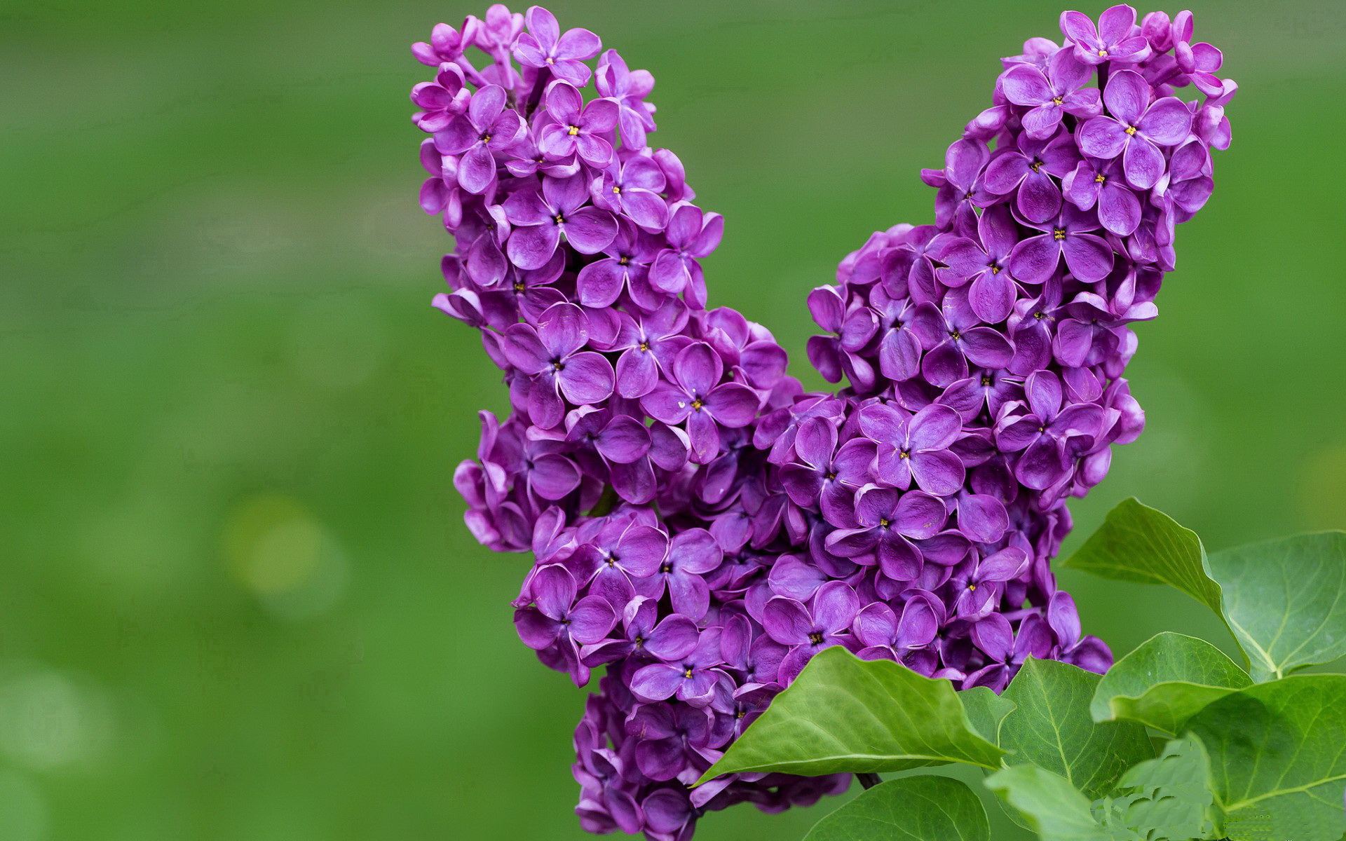 _掘金攻防全线发力，战绩稳步提升_，掘金进攻效率